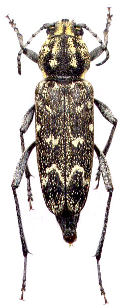 
   Xylotrechus rusticus 