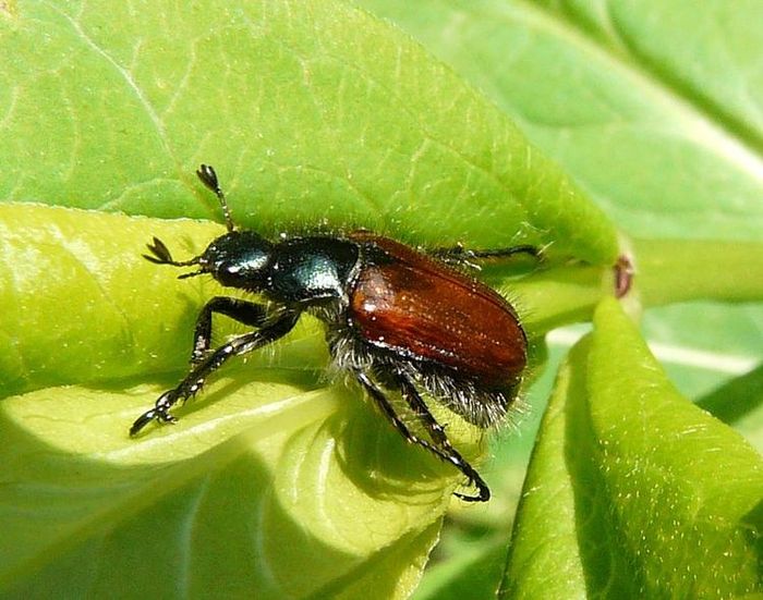 Хрущик. Жук Хрущик. Садовый Хрущик Жук. Хрущик садовый Phyllopertha horticola. Хрущик виноградный.