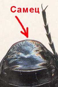 Майский жук как отличить самку от самца фото