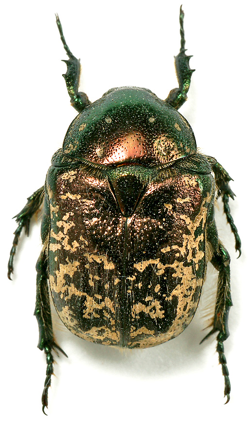 Protaetia Metallica