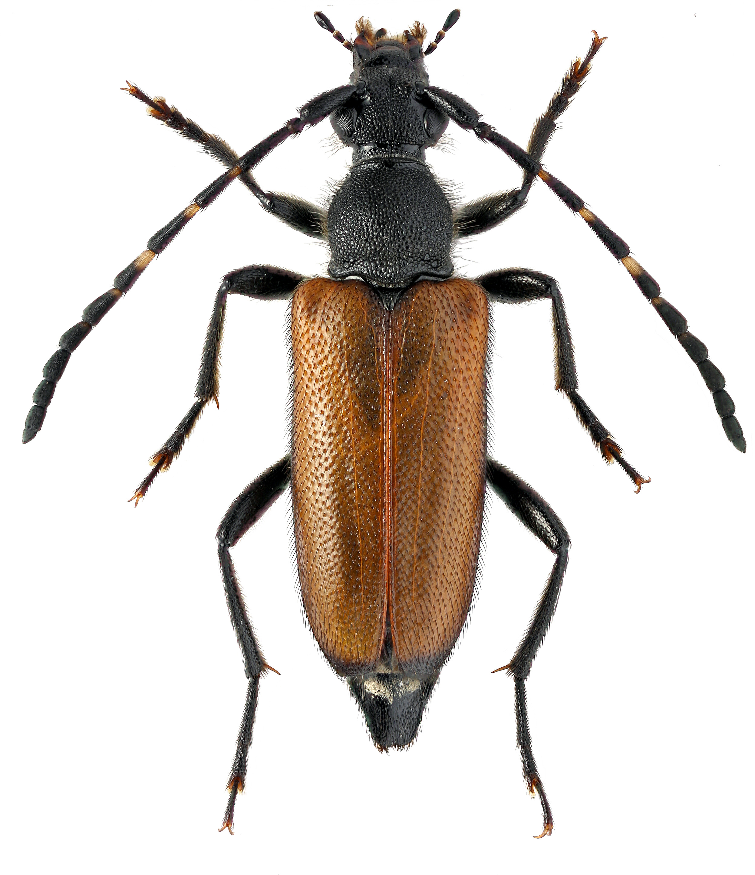 Aphytis maculicornis