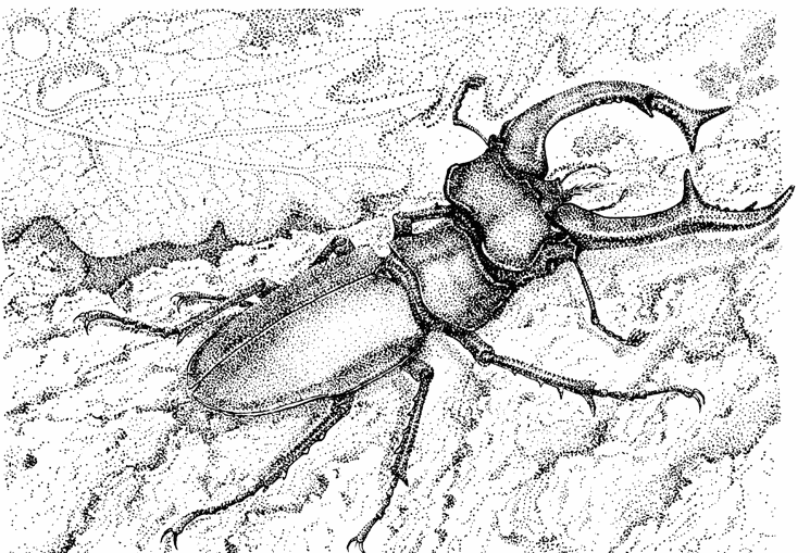 Рисунок жука оленя карандашом