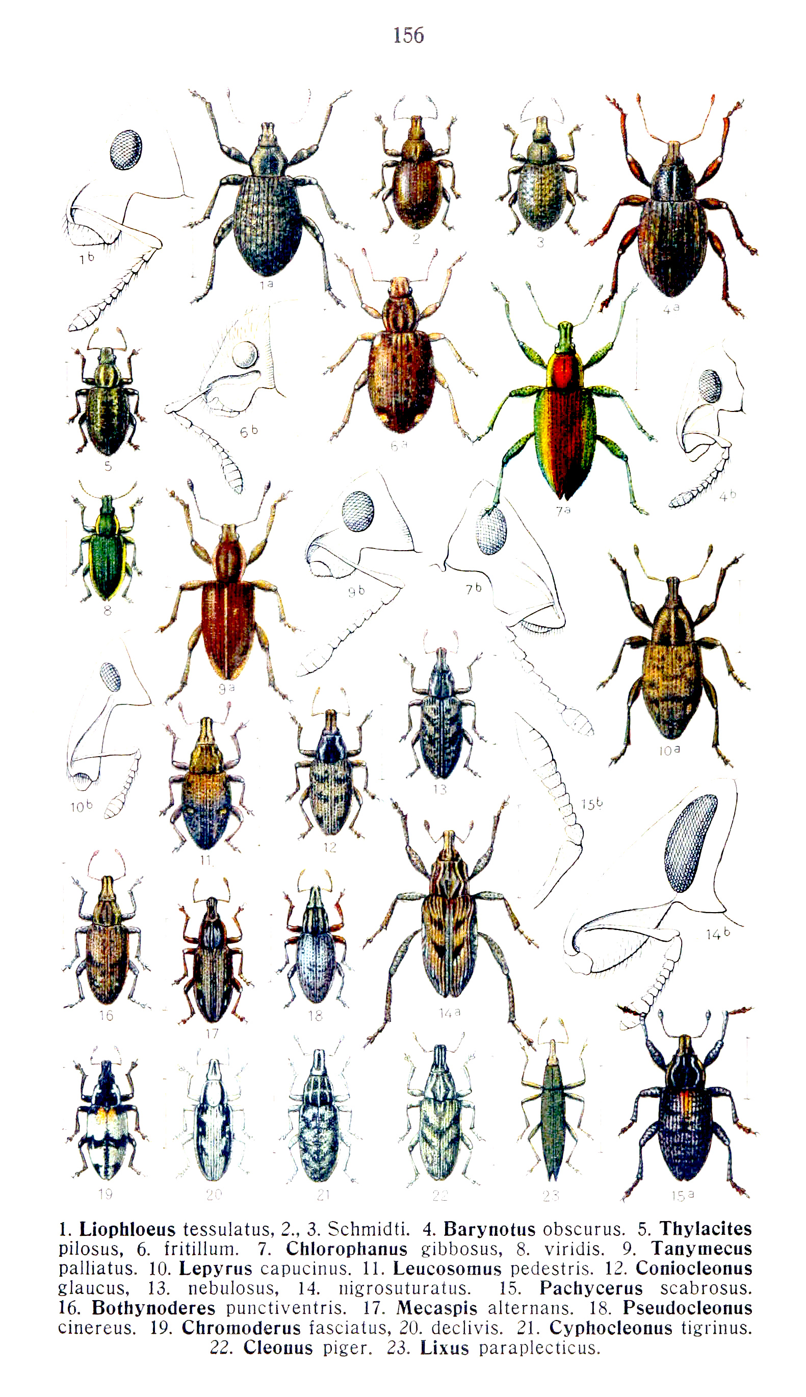 жуки и их названия фото