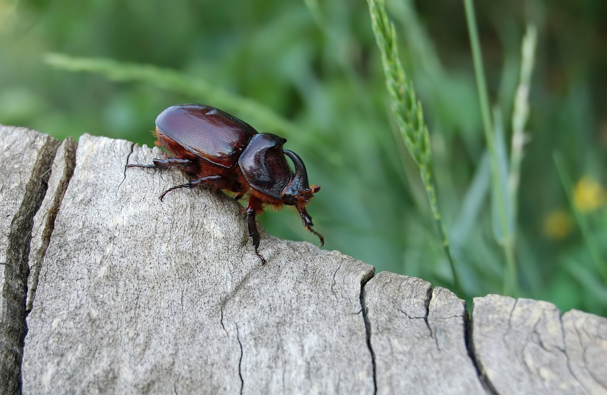 Почему убрали сему жука. Жук носорог. Scarabaeidae: Oryctes nasicornis. Жук носорог в огороде. Жук на пне.