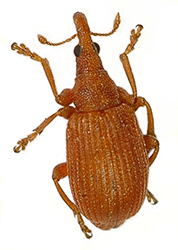 Apion rubiginosum (Grill, 1893) [= sanguineum (Deg., 1775)]