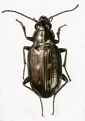 Bembidion (Chrysobracteon) litorale (Olivier, 1791)