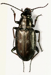 Bembidion (Chrysobracteon) litorale (Olivier, 1791)