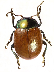 Chrysolina polita (Linnaeus, 1758)