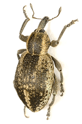 Hypera suspiciosa (Herbst, 1795) [= Phytonomus pedestris (Pa