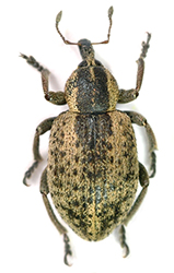 Hypera suspiciosa (Herbst, 1795) [= Phytonomus pedestris (Pa