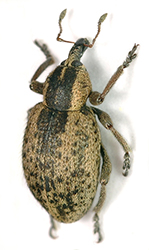 Hypera suspiciosa (Herbst, 1795) [= Phytonomus pedestris (Pa