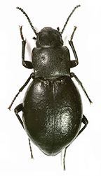 Melaxumia angulosa (Gebler, 1832)