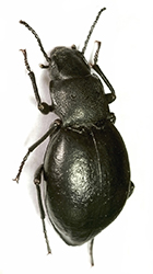 Melaxumia angulosa (Gebler, 1832)