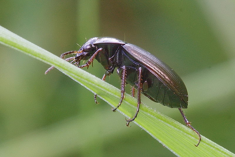 Amara similata (Gyllenhal, 1810) самец