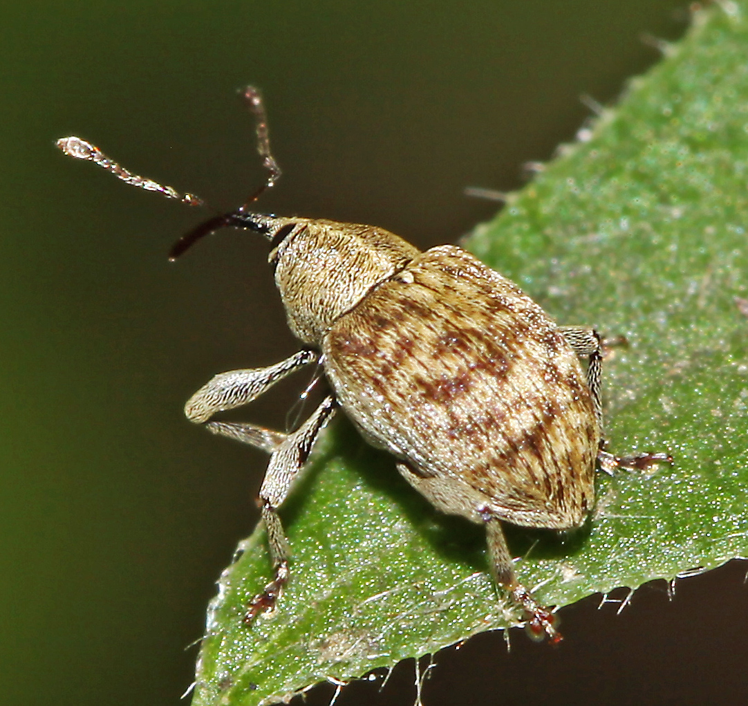 Долгоносик фото. Жук долгоносик. Долгоносики (Curculionidae). Жук долгоносик (Curculio Nucum). Имаго Долгоносиков.