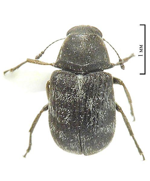 Rhaphitropis Marchica