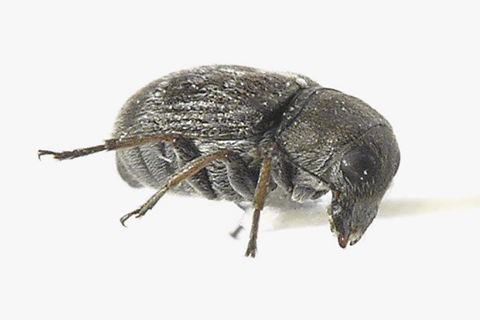 Rhaphitropis Marchica