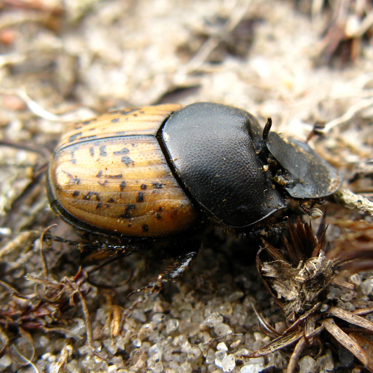 Onthophagus (Palaeonthophagus) gibbulus