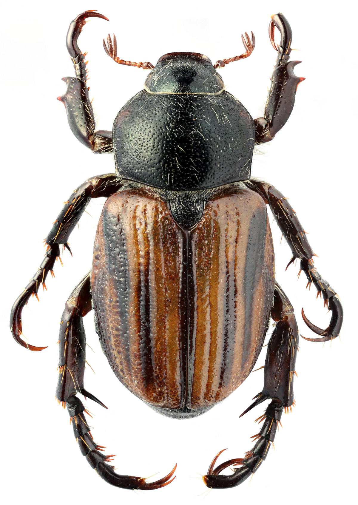 Пластинчатоусые Scarabaeidae