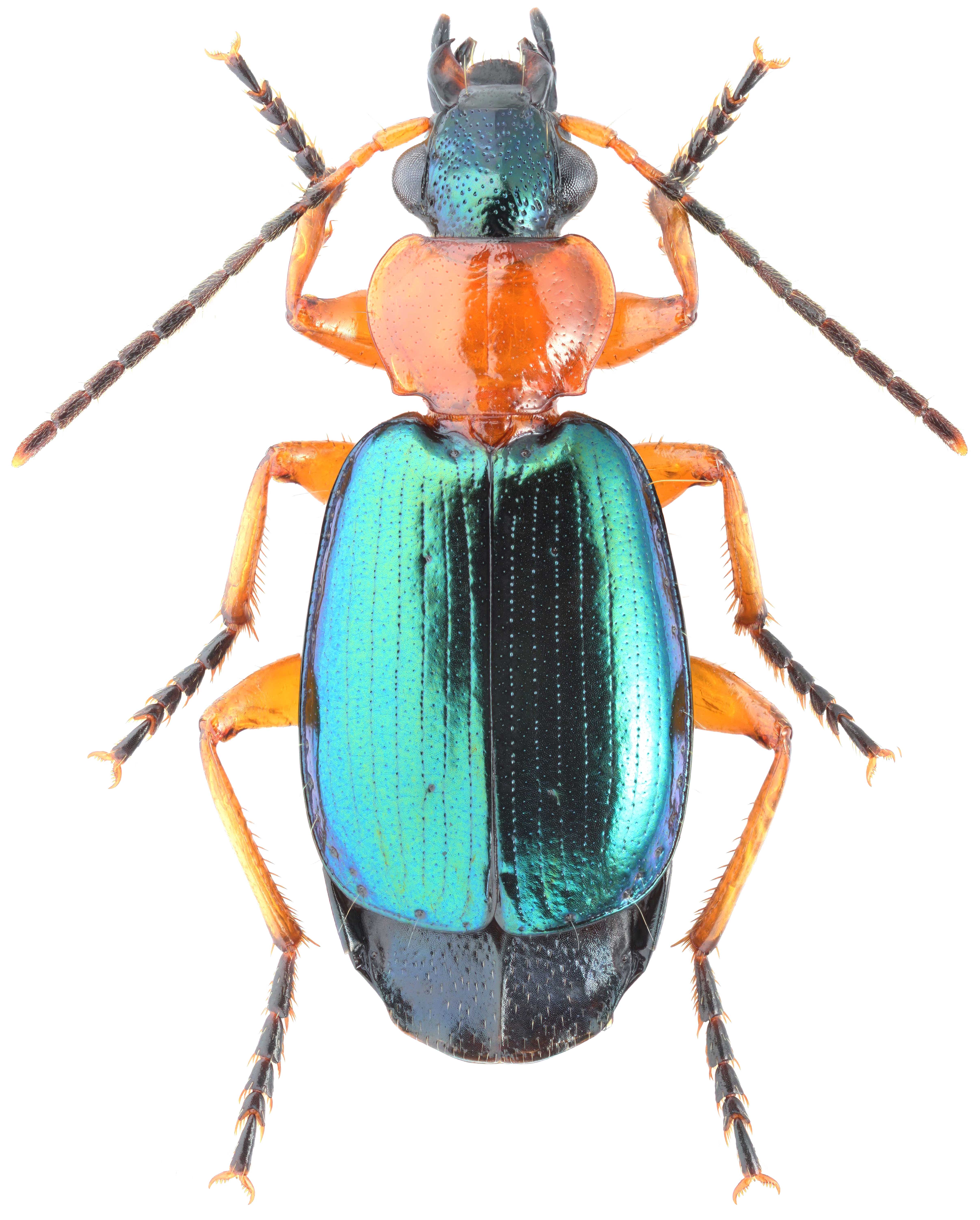 Жужелицы Carabidae