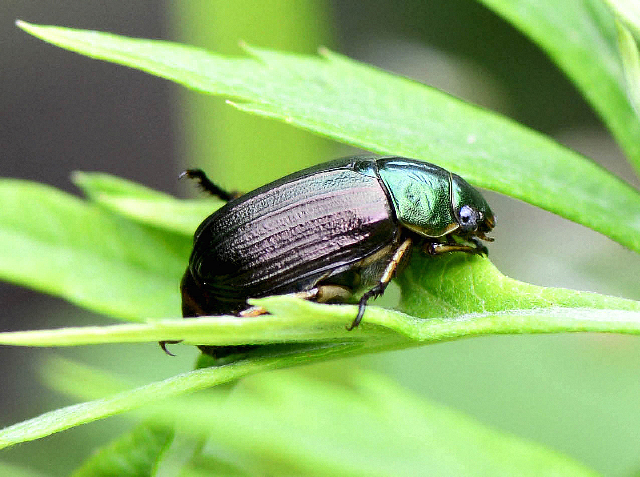 Хрущик. Луговой Хрущик Жук. Хрущик Луговой anomala dubia. Хрущик Mimela. Mimela holosericea.