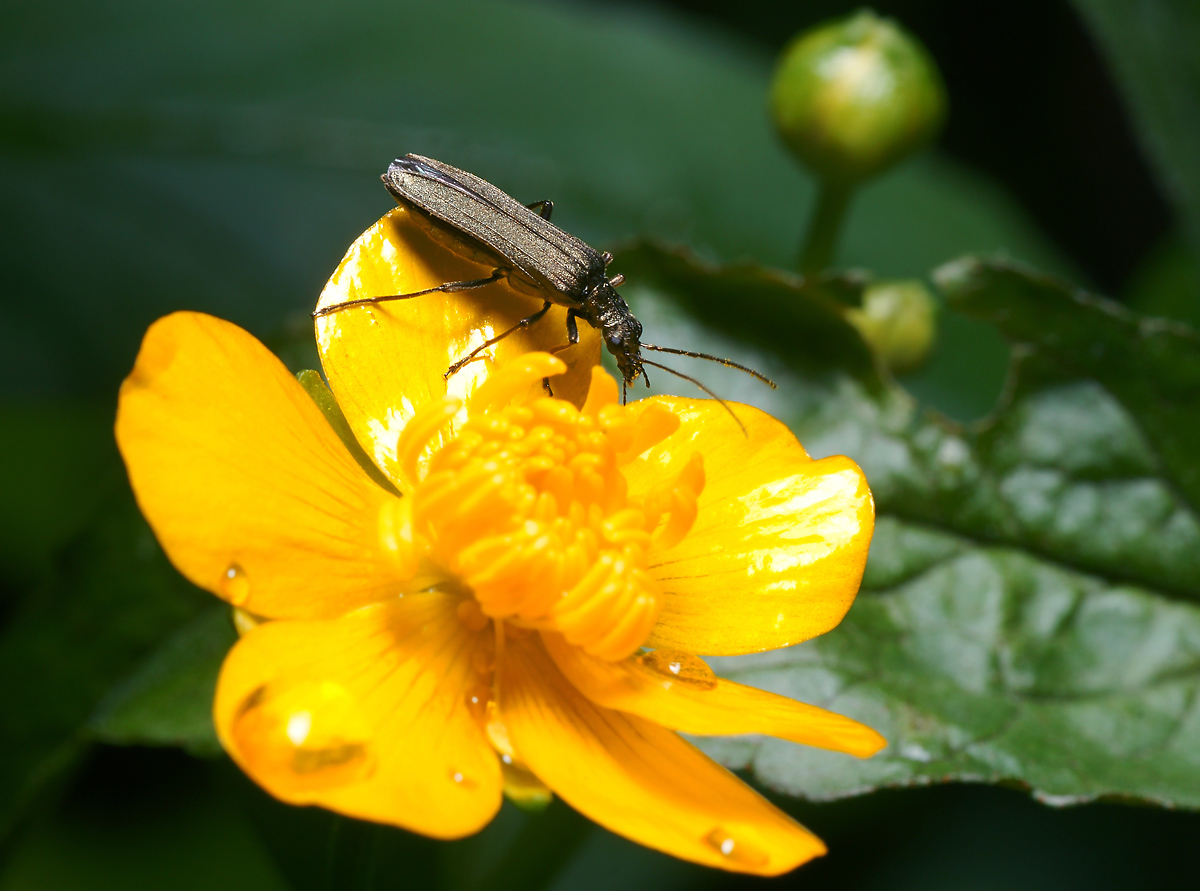 Oedemera