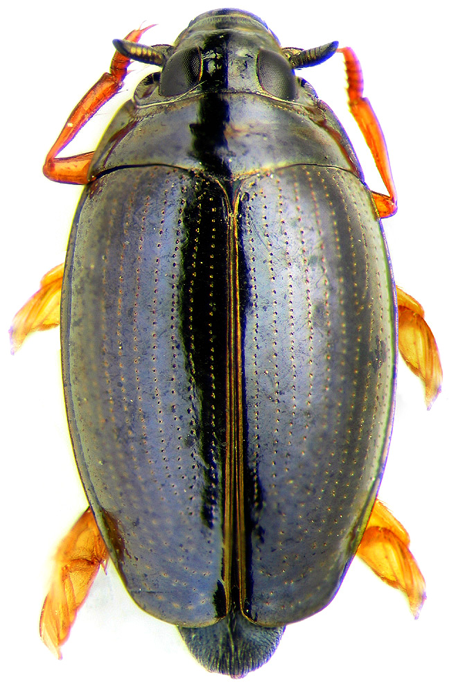 Gyrinus minutus