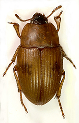 Phaleria bimaculata (Linnaeus, 1767)