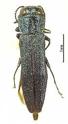 Agrilus (Quercuagrilus) angustulus (Illiger, 1803)