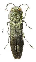 Agrilus (Quercuagrilus) graminis Gory & Laporte