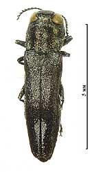 Agrilus (Quercuagrilus) hastulifer (Ratzeburg, 1839)