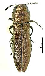 Agrilus (Spiragrilus) hyperici (Creutzer, 1799), female