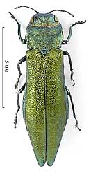 Agrilus (Arquagrilus) subauratus (Gebler, 1833)