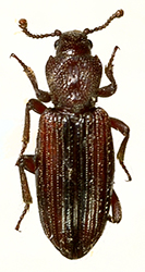 Bothrideres contractus (Fabricius, 1792)