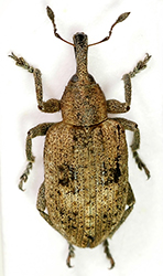 Hypera rumicis (Linnaeus, 1758) = Phytonomus rumicis (L., 17