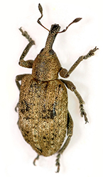 Hypera rumicis (Linnaeus, 1758)	= Phytonomus rumicis (L., 17