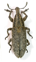 Lixus punctirostris (Boheman, 1843)