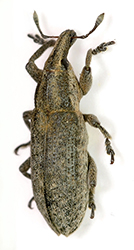 Lixus punctirostris (Boheman, 1843)