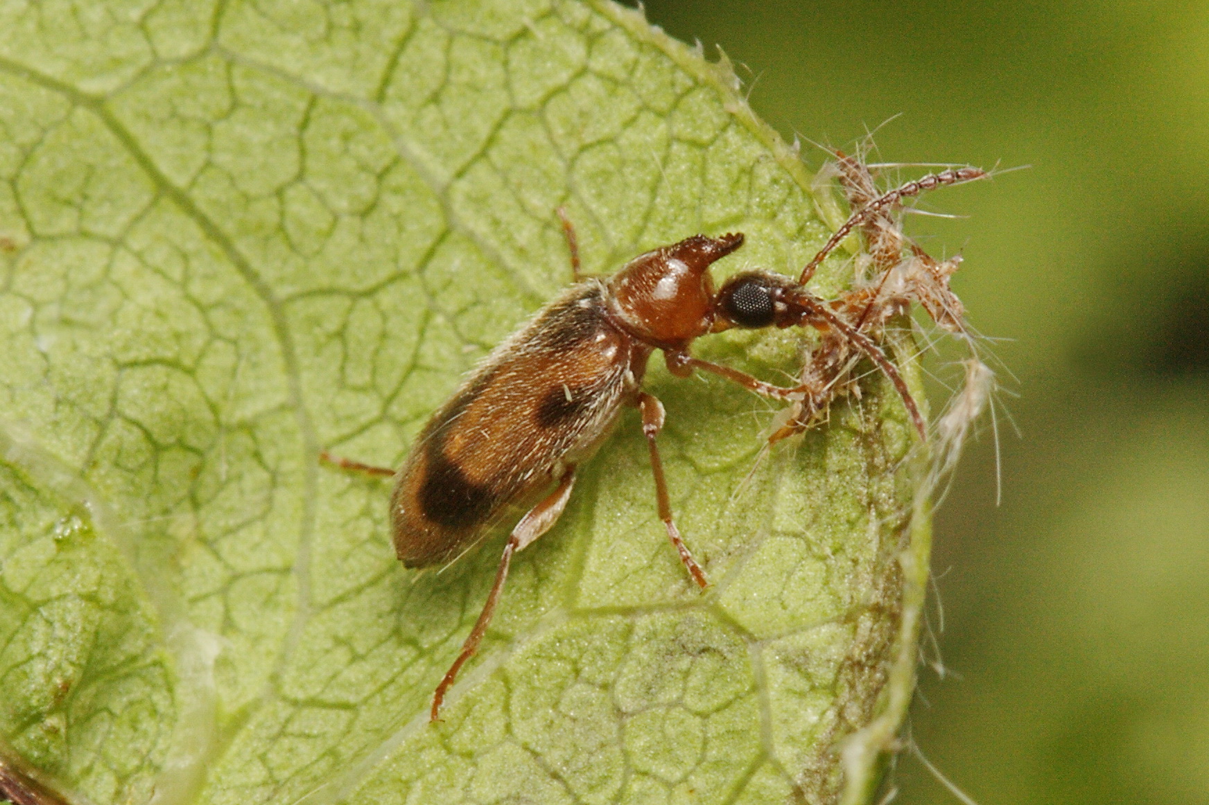 Anthicidae личинки