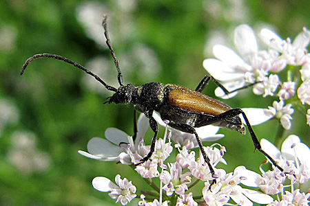 Anastrangalia sanguinolenta (Linnaeus, 1760) - 