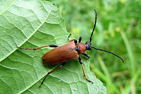 Aredolpona rubra (Linnaeus, 1758) - 