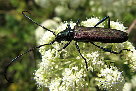 Aromia moschata (Linnaeus, 1758) - 