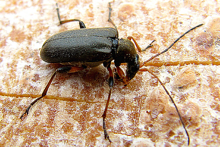 Cortodera femorata (Fabricius, 1787)