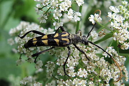 Leptura (s.str.) annularis Fabricius, 1801 - 