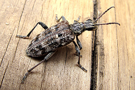 Rhagium (s.str.) inquisitor (Linnaeus, 1758)