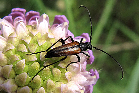 Stenurella melanura (Linnaeus, 1758) - 