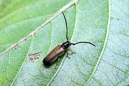 Tetrops praeusta (Linnaeus, 1758)