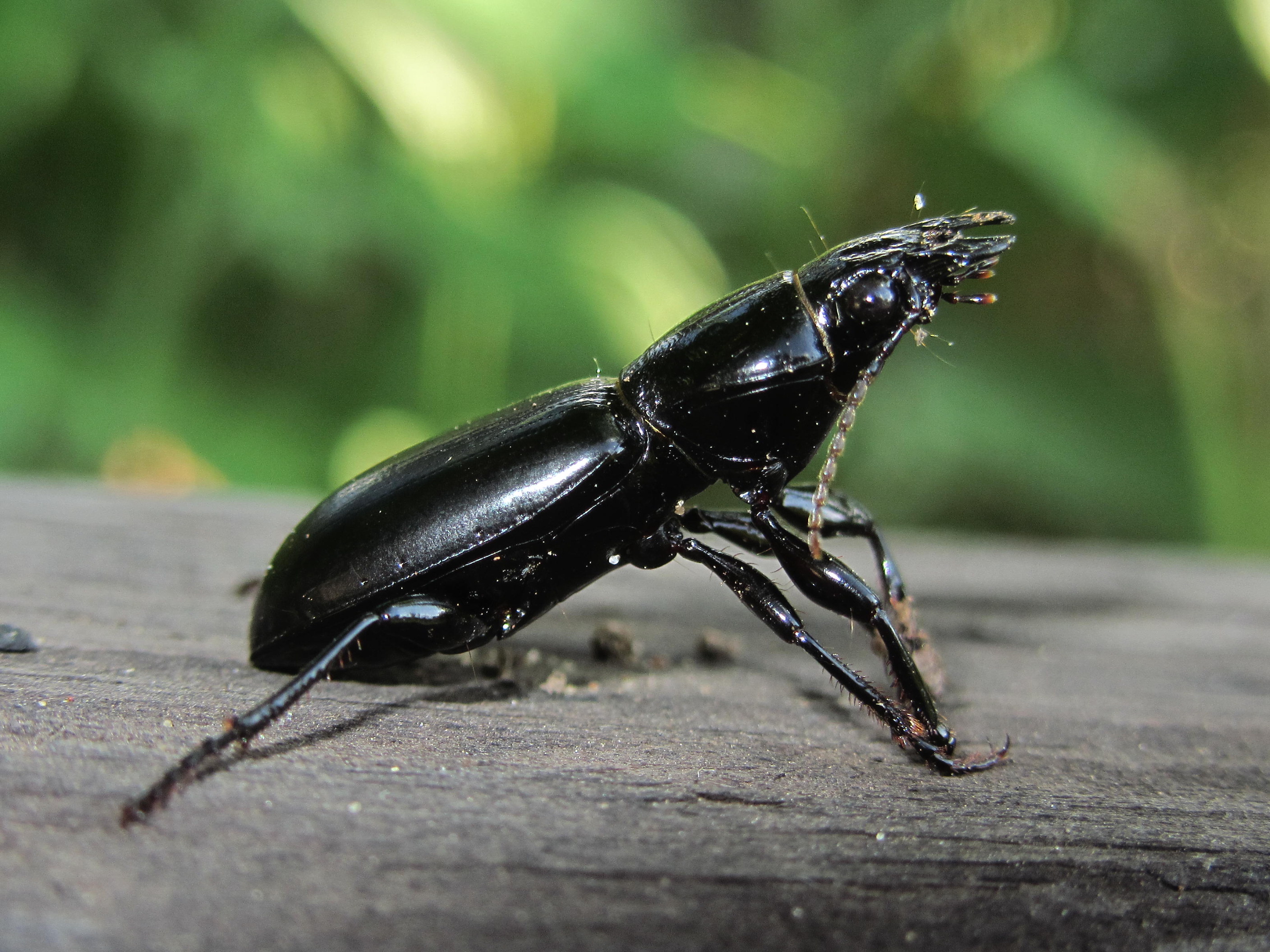 Кравчик головач. Кравчик-ГОЛОВАЧ Жук. Жужелица Головастая Broscus cephalotes. Жужелица ГОЛОВАЧ. ГОЛОВАЧ обыкновенный.