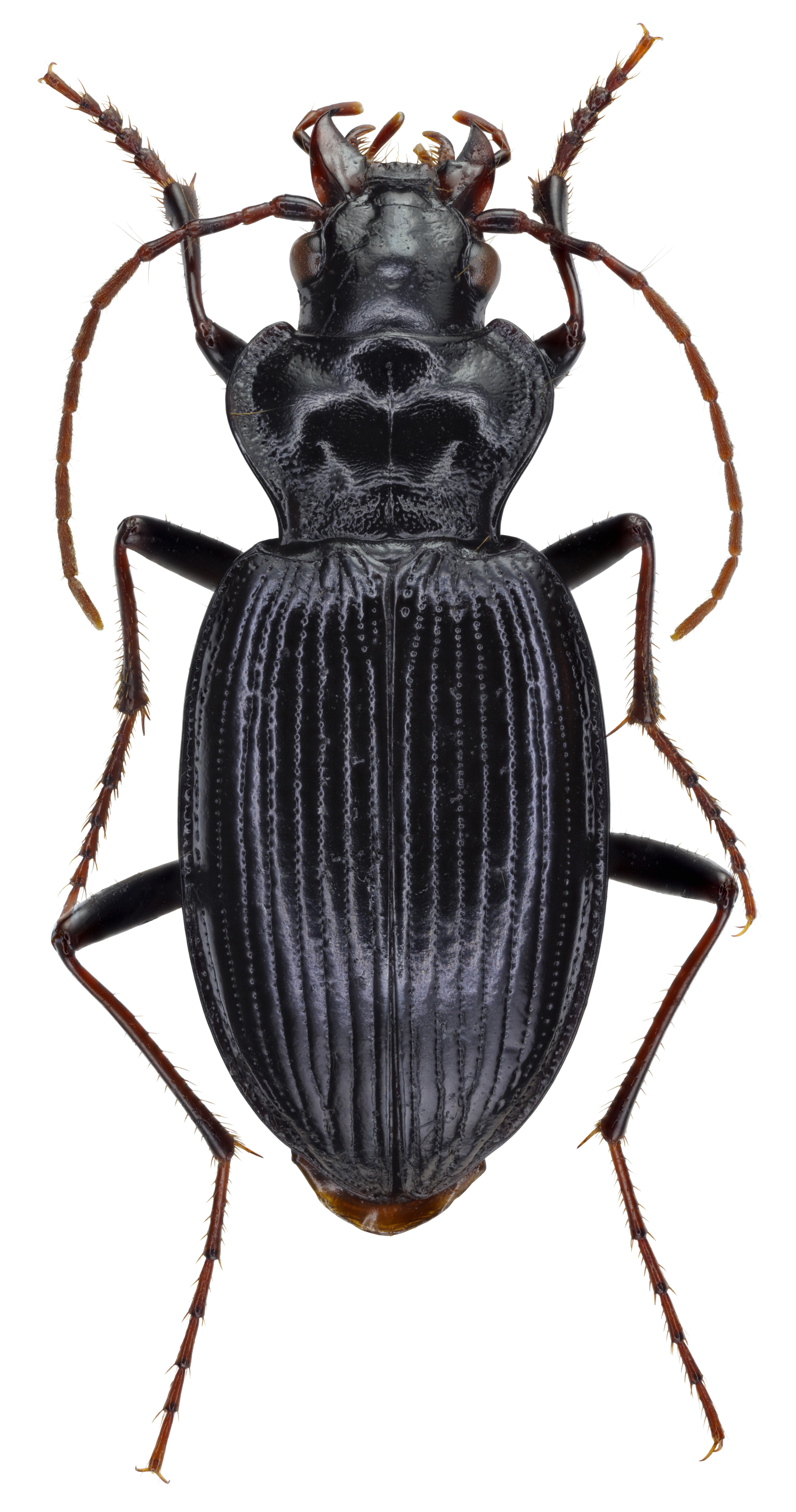 Nebria nitidula