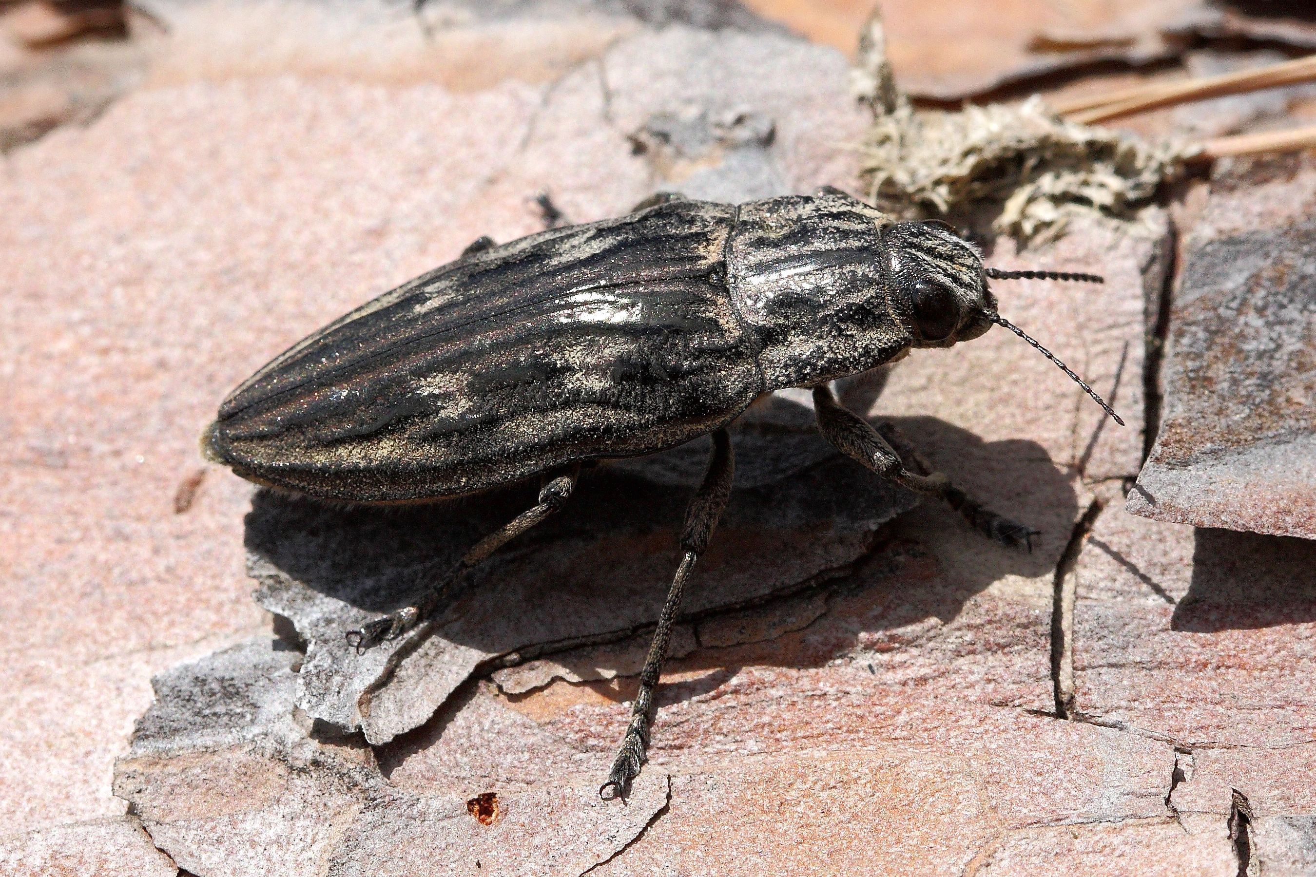 Chalcophora Mariana (Linnaeus, 1758)